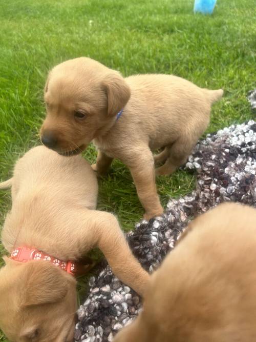 Kc red fox Labradors for sale in Washington, Tyne and Wear - Image 13