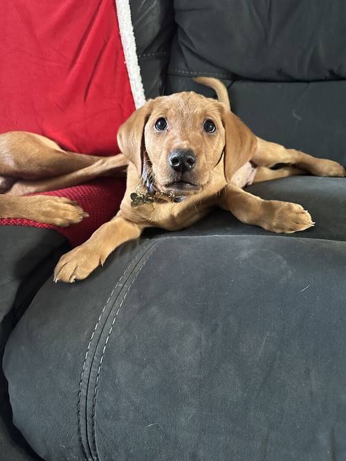 KC Red Labrador (Ready NOW) for sale in Kilmarnock, East Ayrshire - Image 1