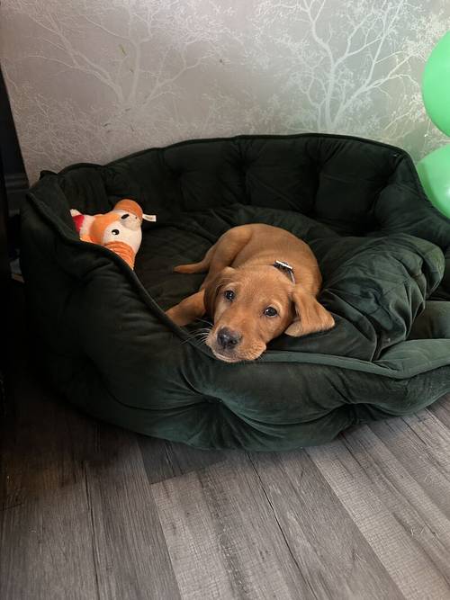 KC Red Labrador (Ready NOW) for sale in Kilmarnock, East Ayrshire - Image 3