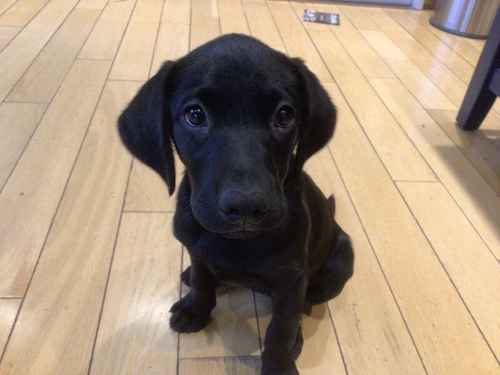 KC reg 12 week old female black lab puppy £800 for sale in Brinkworth, Wiltshire