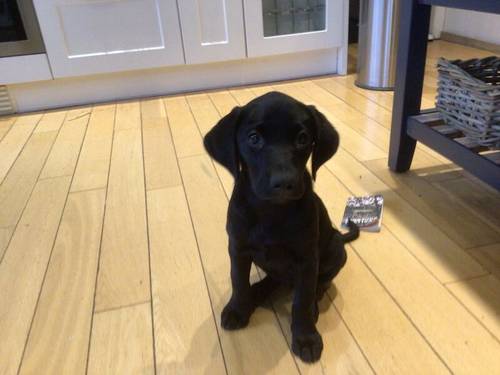 KC reg 12 week old female black lab puppy £700 for sale in Brinkworth, Wiltshire - Image 2