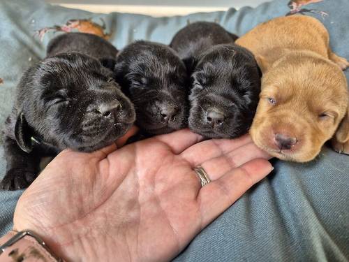 KC Reg Beautful Labrador Puppies Ready 16th August for sale in Littleport, Cambridgeshire - Image 1