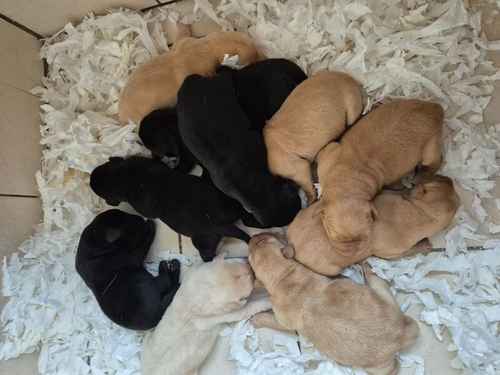 KC reg Stunning Black & Golden Labrador Puppies Rdy end Oct for sale in Littleport, Cambridgeshire