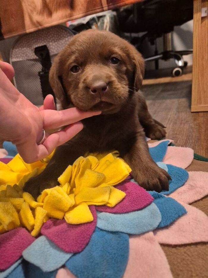 Labrador Retriever puppies for sale in Littleport, Cambridgeshire – KC registered, 4 weeks old