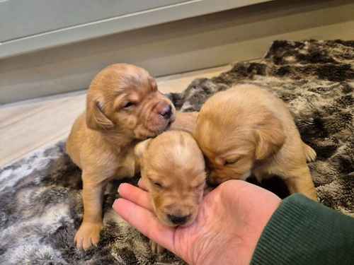 KC Reg Beautiful Labrador Male Puppies Ready 23rd Oct for sale in Littleport, Cambridgeshire