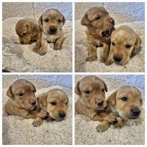 KC Reg Beautiful Labrador Male Puppies Ready 23rd Oct for sale in Littleport, Cambridgeshire