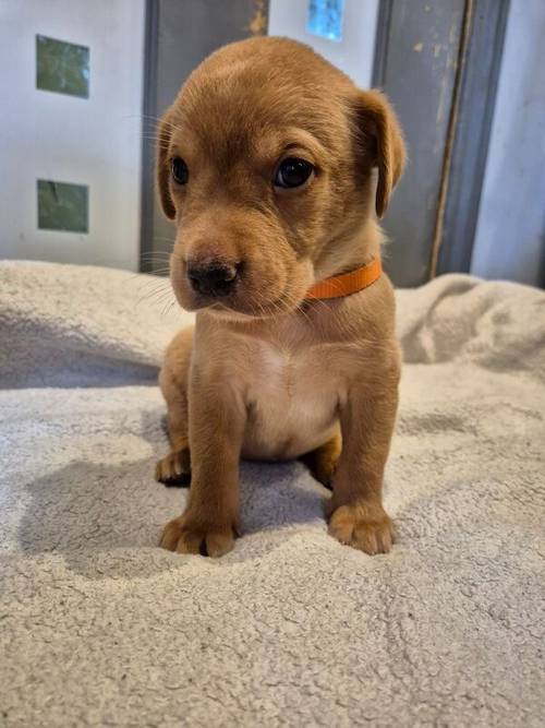 KC Reg Beautiful Labrador Male Puppy Ready 23rd Oct for sale in Littleport, Cambridgeshire - Image 2