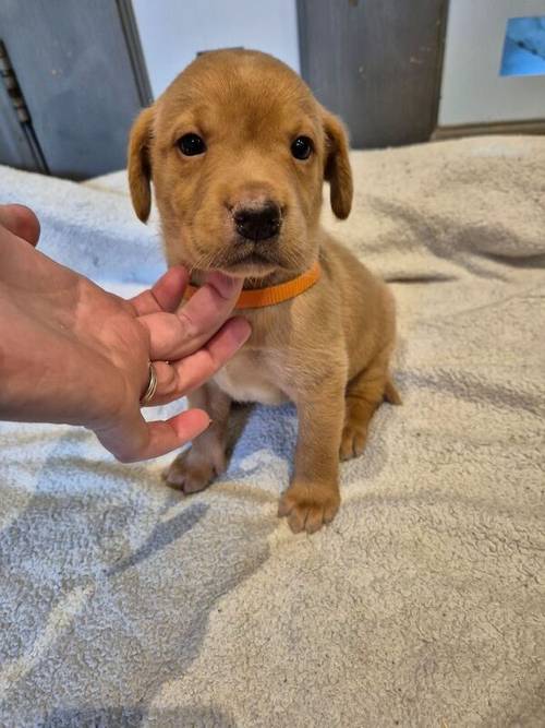 KC Reg Beautiful Labrador Male Puppy Ready 23rd Oct for sale in Littleport, Cambridgeshire - Image 3