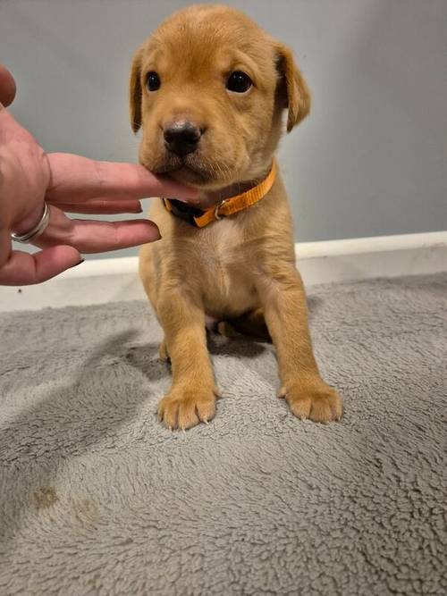 KC Reg Beautiful Labrador Male Puppy Ready 23rd Oct for sale in Littleport, Cambridgeshire - Image 4