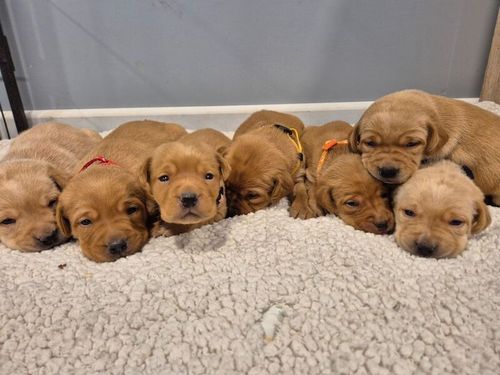 KC reg Beautiful Labrador Puppies Ready 20th June for sale in Littleport, Cambridgeshire
