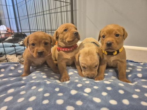 KC reg Beautiful Labrador Puppies Ready 20th June for sale in Littleport, Cambridgeshire