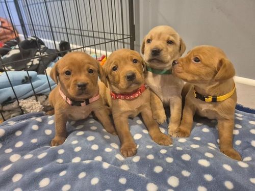KC reg Beautiful Labrador Puppies Ready 20th June for sale in Littleport, Cambridgeshire