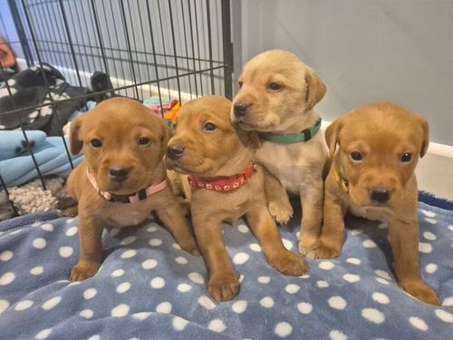 KC reg Beautiful Labrador Puppies Ready 20th June for sale in Littleport, Cambridgeshire