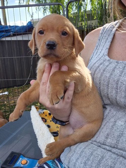 KC reg Beautiful Labrador Puppies Ready 20th June for sale in Littleport, Cambridgeshire