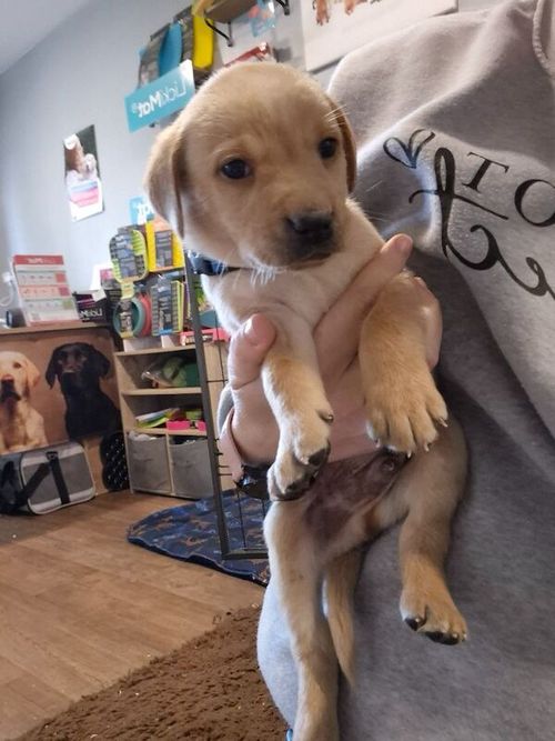 KC reg Beautiful Labrador Puppies Ready 20th June for sale in Littleport, Cambridgeshire