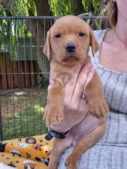KC reg Beautiful Labrador Puppies Ready 20th June for sale in Littleport, Cambridgeshire | Image 2