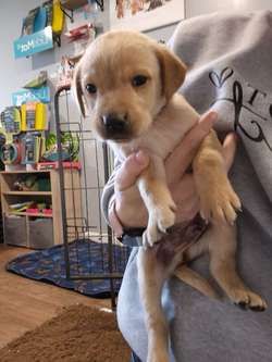 KC reg Beautiful Labrador Puppies Ready 20th June for sale in Littleport, Cambridgeshire | Image 3