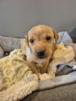 KC reg Beautiful Labrador Puppies Ready 20th June for sale in Littleport, Cambridgeshire | Image 4