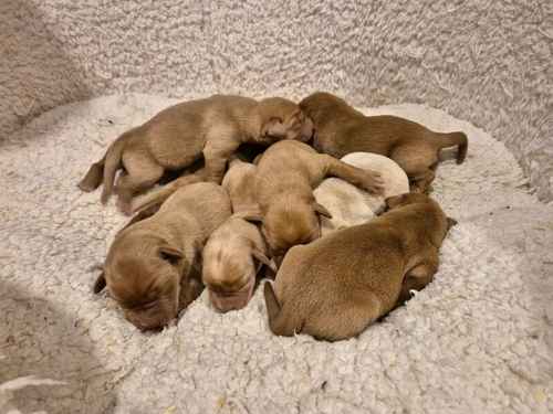 KC Reg Beautiful Labrador Puppies Ready 23rd Oct for sale in Littleport, Cambridgeshire