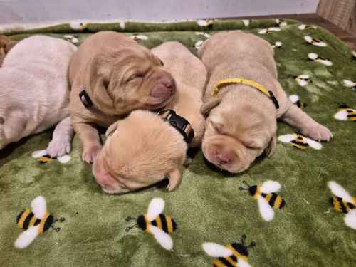 KC Reg Beautiful Labrador Puppies Ready 23rd Oct for sale in Littleport, Cambridgeshire