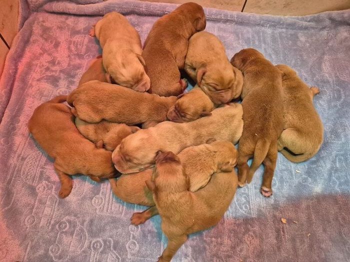 Labrador Retriever puppies for sale in Littleport, Cambridgeshire – KC registered, 2 days old - Image 2 of 10