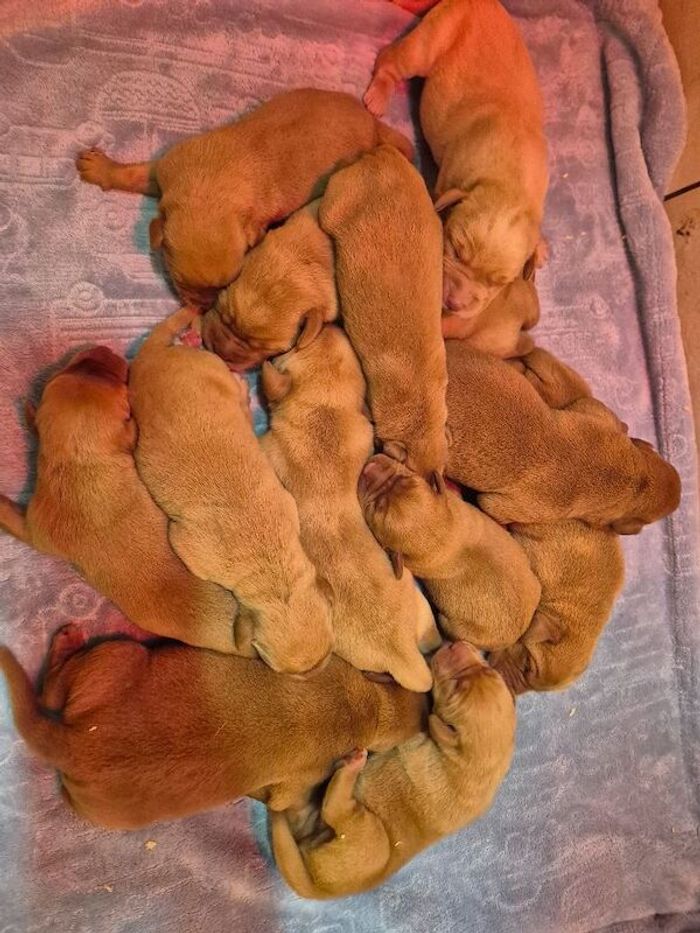 Labrador Retriever puppies for sale in Littleport, Cambridgeshire – KC registered, 2 days old - Image 3 of 10