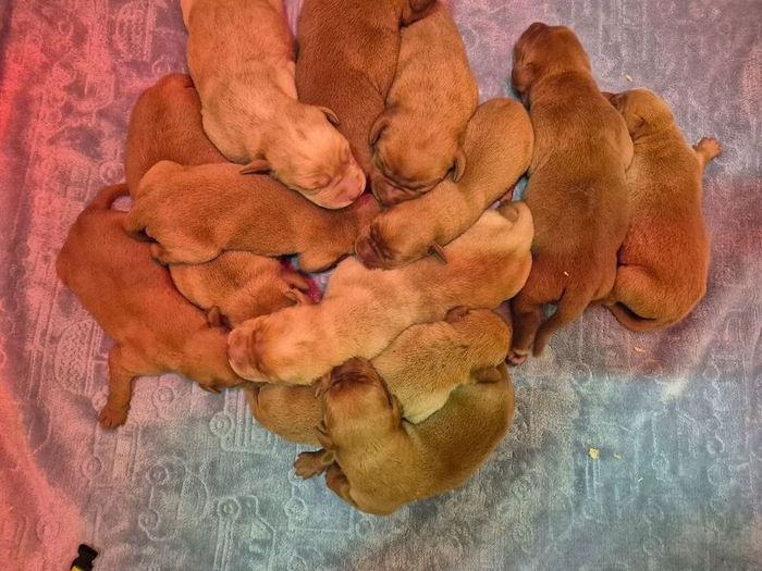 Labrador Retriever puppies for sale in Littleport, Cambridgeshire – KC registered, 2 days old - Image 4 of 10