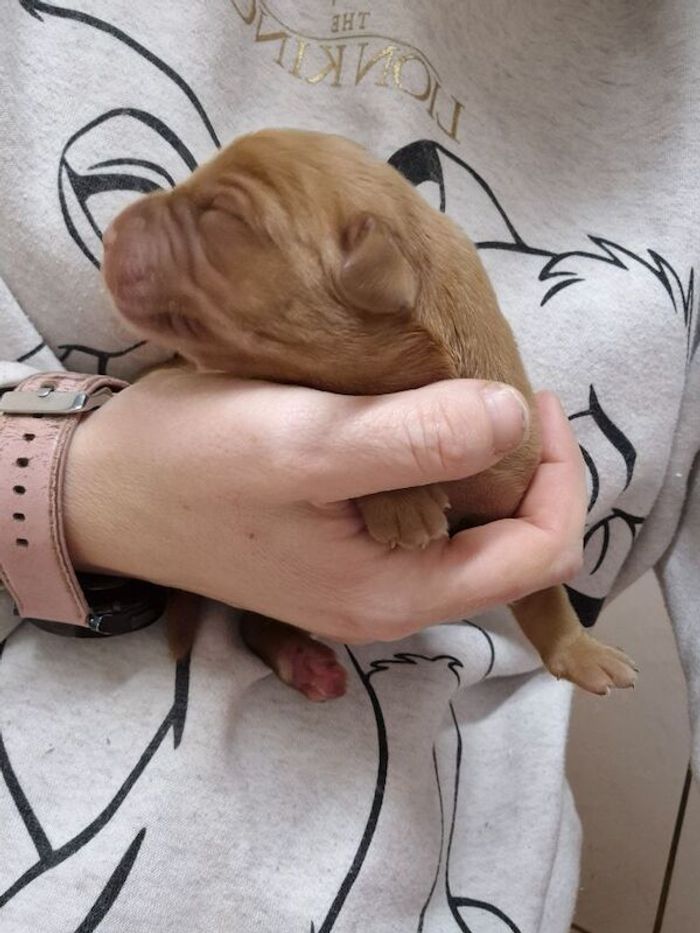 Labrador Retriever puppies for sale in Littleport, Cambridgeshire – KC registered, 2 days old - Image 5 of 10
