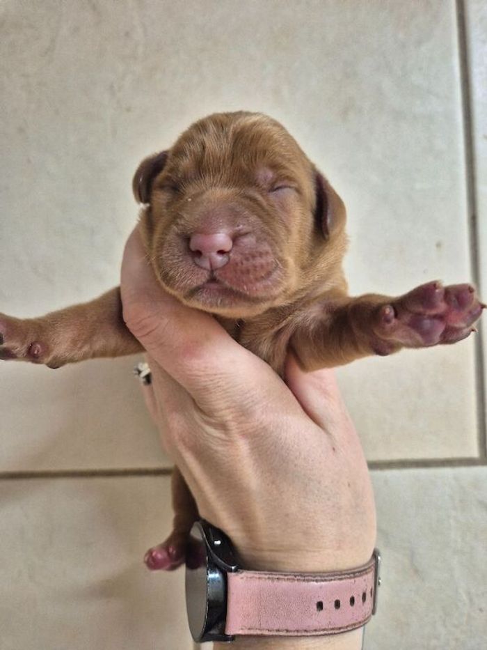 Labrador Retriever puppies for sale in Littleport, Cambridgeshire – KC registered, 2 days old - Image 6 of 10