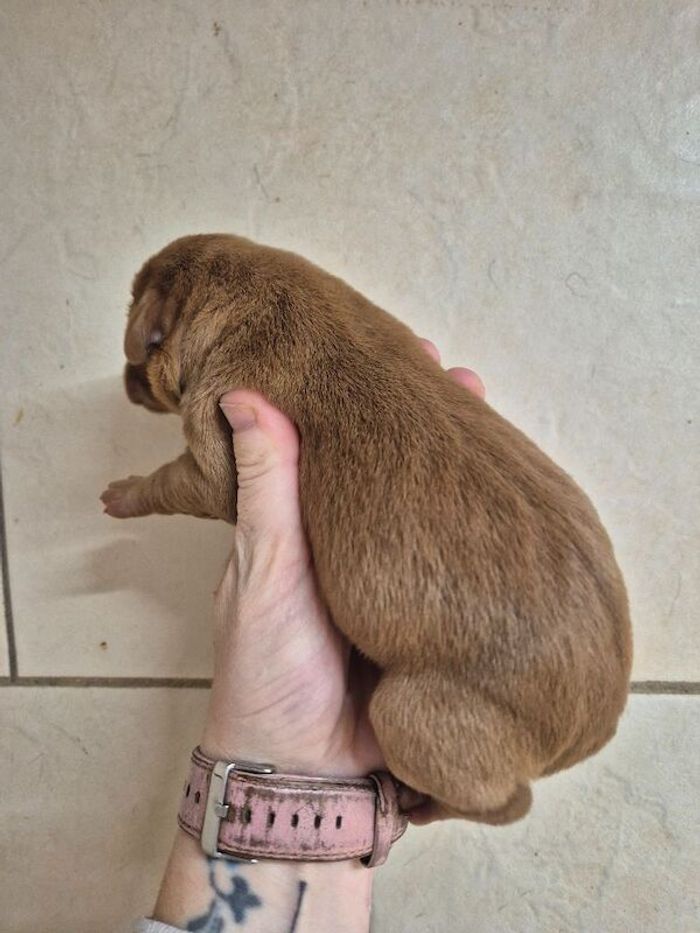 Labrador Retriever puppies for sale in Littleport, Cambridgeshire – KC registered, 2 days old - Image 7 of 10