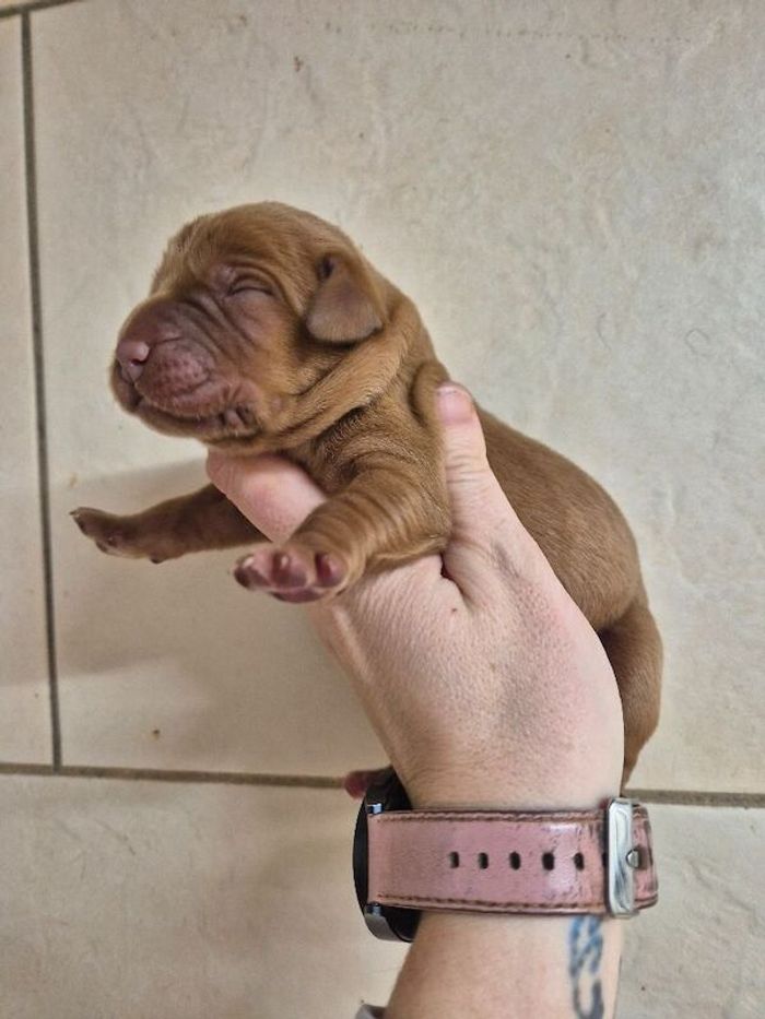 Labrador Retriever puppies for sale in Littleport, Cambridgeshire – KC registered, 2 days old - Image 8 of 10