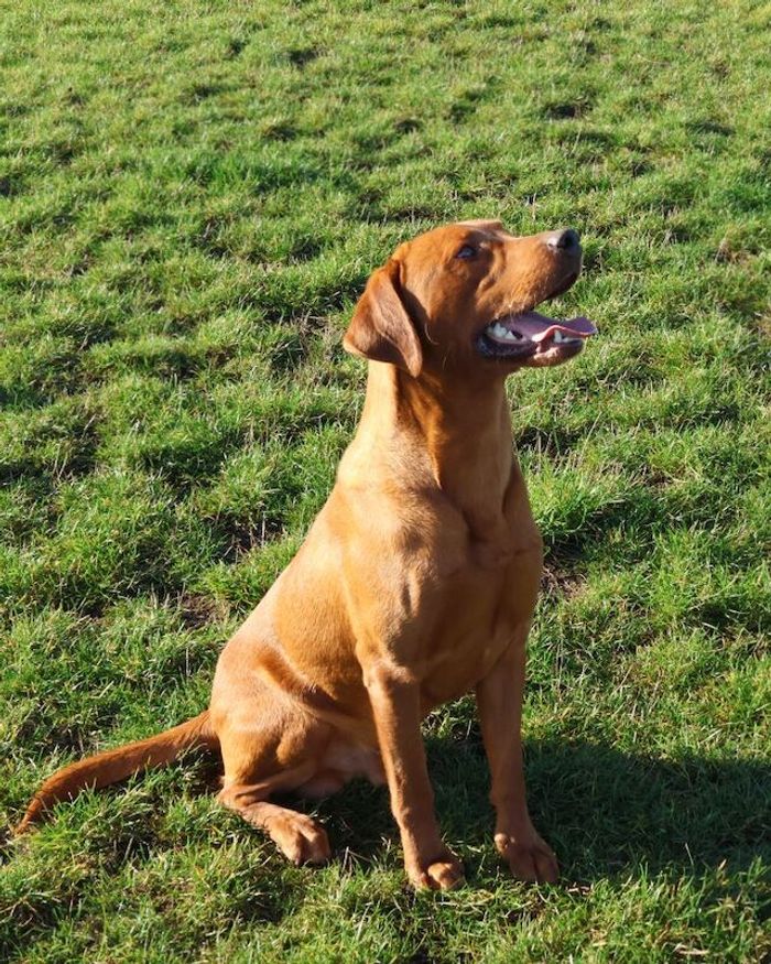Labrador Retriever puppies for sale in Littleport, Cambridgeshire – KC registered, 2 days old - Image 9 of 10