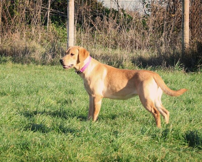 Labrador Retriever puppies for sale in Littleport, Cambridgeshire – KC registered, 2 days old - Image 10 of 10