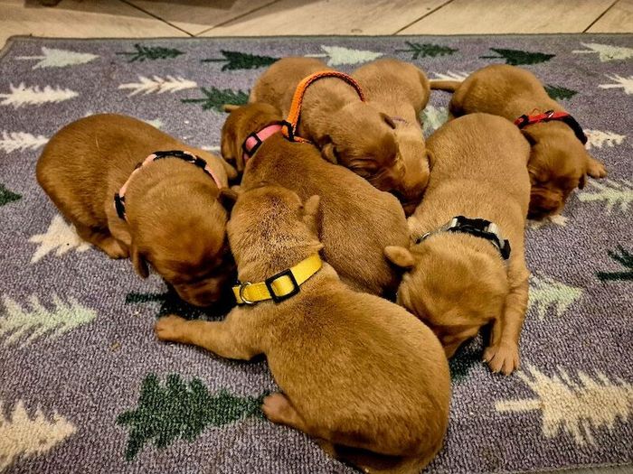 Labrador Retriever puppies for sale in Littleport, Cambridgeshire – KC registered, 1 week old