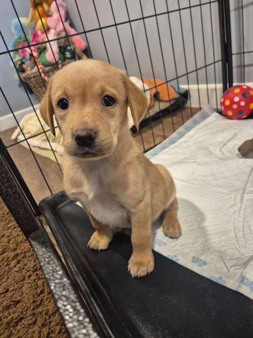 KC reg beautiful small Golden Labrador Female Puppy Ready 24th May for sale in Littleport, Cambridgeshire