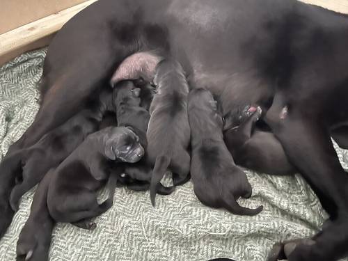 KC Reg Black Labrador puppies for sale in Girvan, South Ayrshire - Image 1