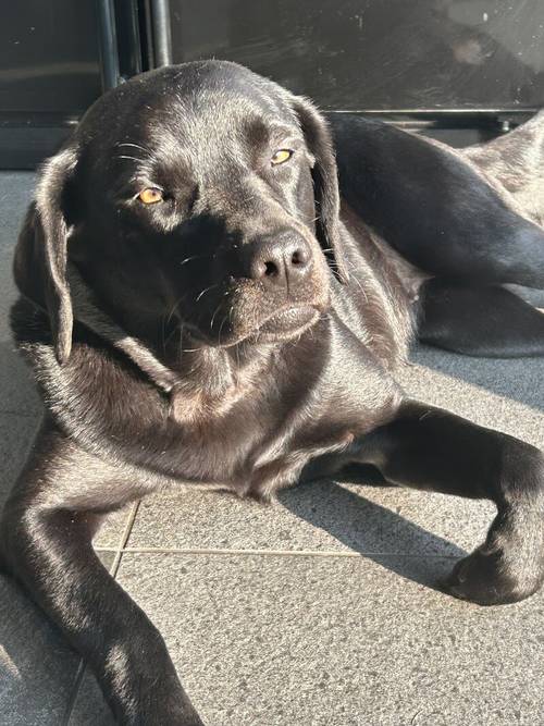 KC Reg Black Labrador puppies for sale in Girvan, South Ayrshire - Image 4