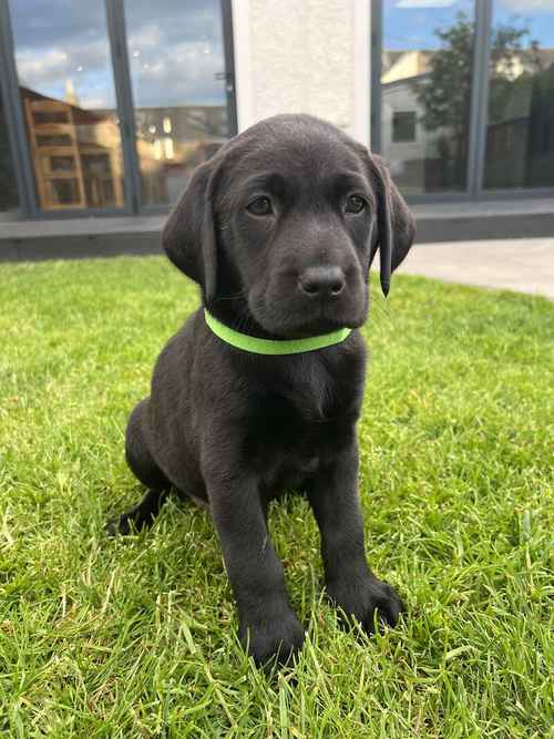 KC Reg Black Labrador puppies for sale in Girvan, South Ayrshire