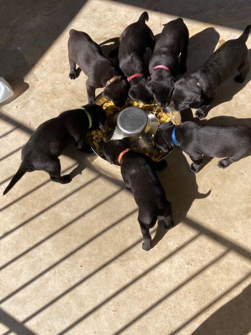 KC Reg Black Labrador Puppies for sale in Lancaster, Lancashire