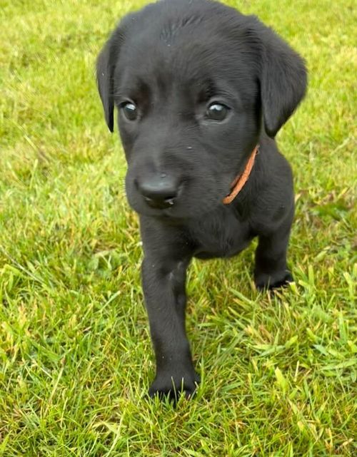 KC Reg Black Labrador Puppies for sale in Lancaster, Lancashire
