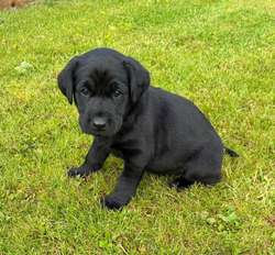 KC Reg Black Labrador Puppies for sale in Lancaster, Lancashire | Image 2