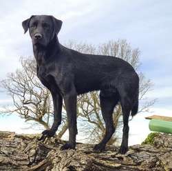 KC Reg Black Labrador Puppies for sale in Lancaster, Lancashire | Image 4