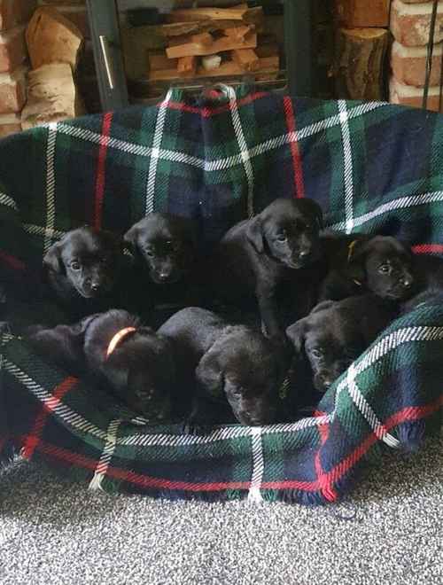 KC REG BLACK LABRADOR PUPPIES-DRAKESHEAD LINE for sale in Mellor Brook, Lancashire