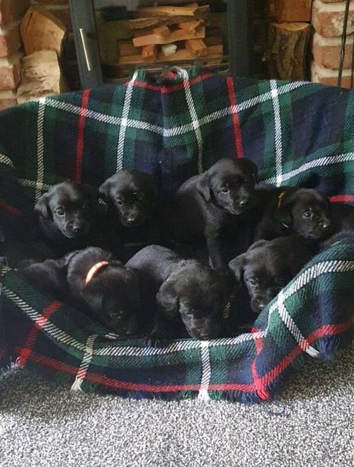 KC REG BLACK LABRADOR PUPPIES-DRAKESHEAD LINE for sale in Mellor Brook, Lancashire - Image 1