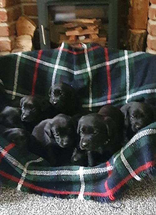 KC REG BLACK LABRADOR PUPPIES-DRAKESHEAD LINE for sale in Mellor Brook, Lancashire - Image 2