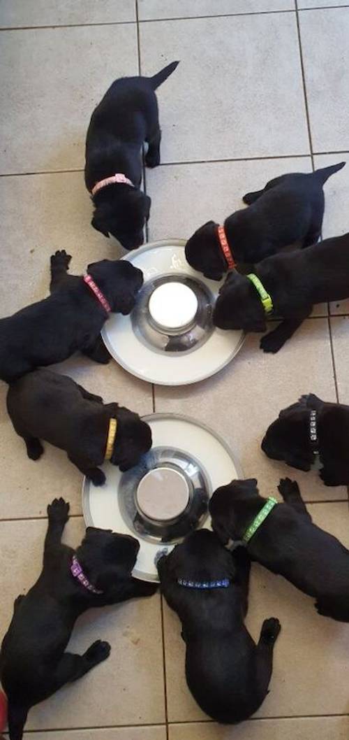 KC REG BLACK LABRADOR PUPPIES-DRAKESHEAD LINE for sale in Mellor Brook, Lancashire - Image 3