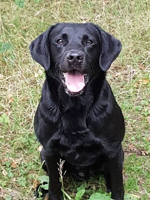 KC REG BLACK LABRADOR PUPPIES-DRAKESHEAD LINE for sale in Mellor Brook, Lancashire - Image 4