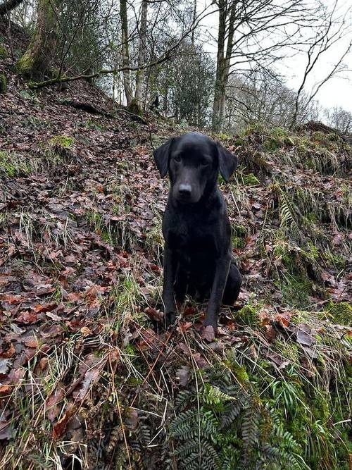 KC REG BLACK LABRADOR PUPPIES-DRAKESHEAD LINE for sale in Mellor Brook, Lancashire - Image 5