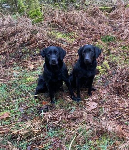 KC REG BLACK LABRADOR PUPPIES-DRAKESHEAD LINE for sale in Mellor Brook, Lancashire - Image 6