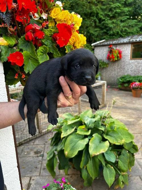 KC REG BLACK LABRADOR PUPPIES-DRAKESHEAD LINE for sale in Mellor Brook, Lancashire - Image 7